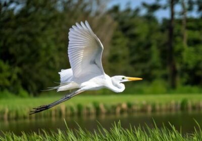 De witte reiger
