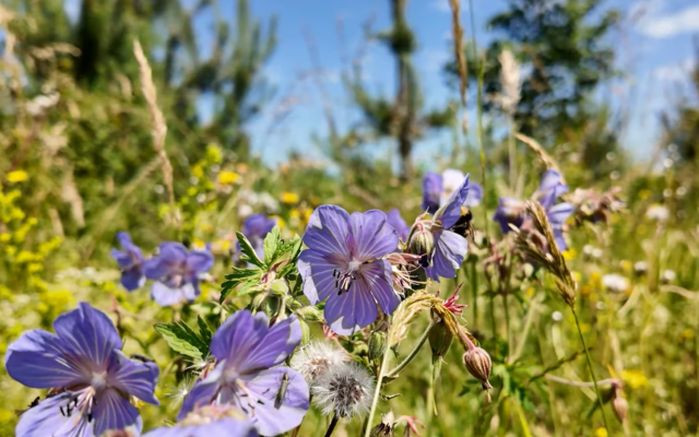 Kruidenrijk grasland: aanleg, beheer en het ecologische nut