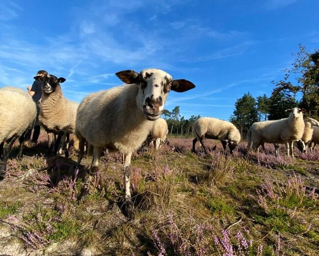 Schapen op de heide