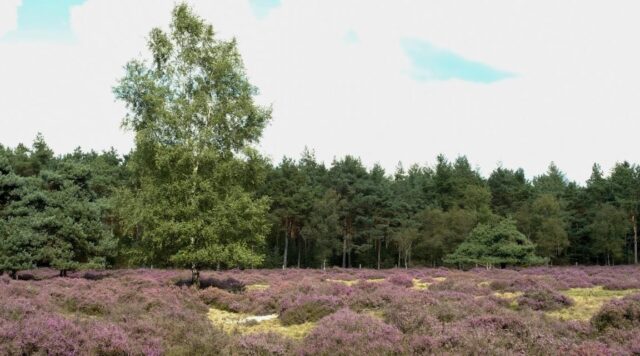 Hoogengraven
