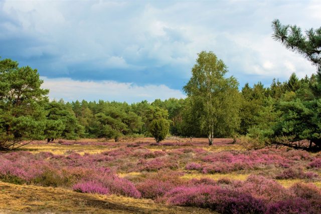 Van productiebos naar hoogwaardige natuur