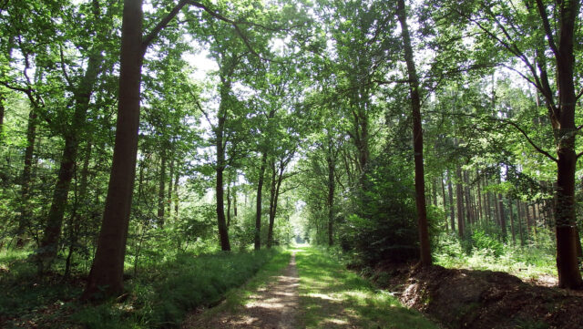 Heidewold