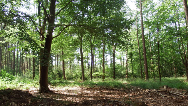 Natuurbegraafplaats Heidewold krijgt groen licht