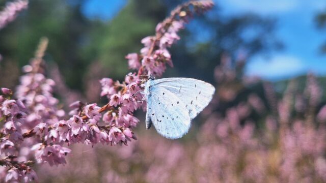 Versterking van bestaande natuurstructuren
