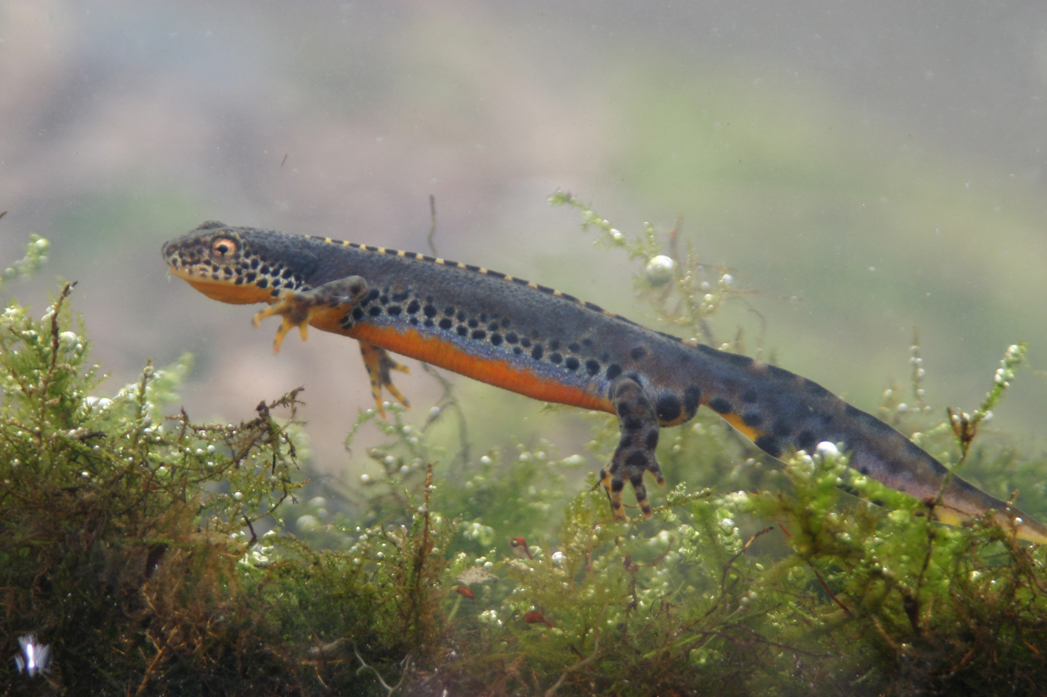 Alpenwatersalamander