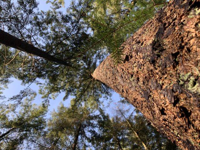 De bomen van Hillig Meer