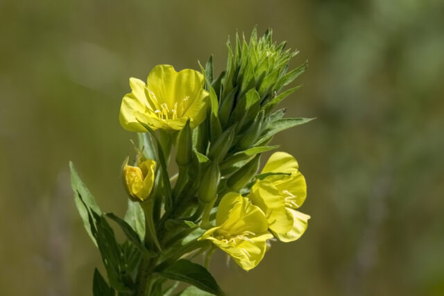 Teunisbloem: een bijzondere zomerbloem
