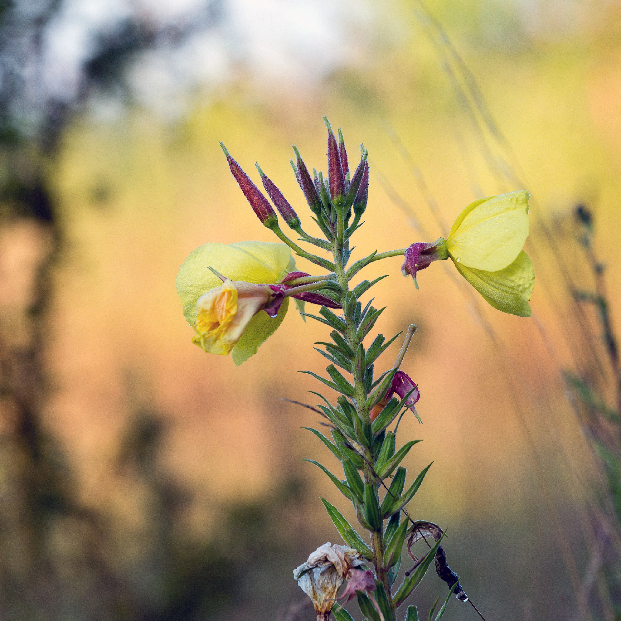 een teunisbloem