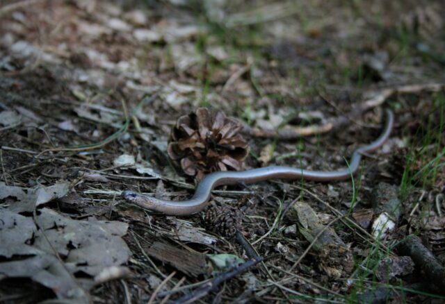 Geen slang, maar hagedis: ontmoet de hazelworm