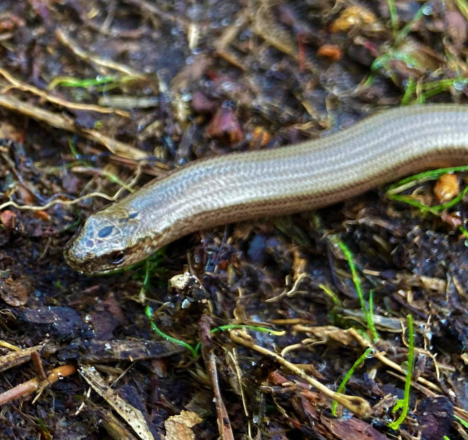 Hazelworm op Schapenmeer