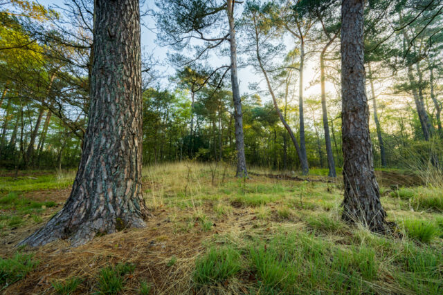 Wat is het verschil tussen natuurbegraven en natuurlijk begraven?