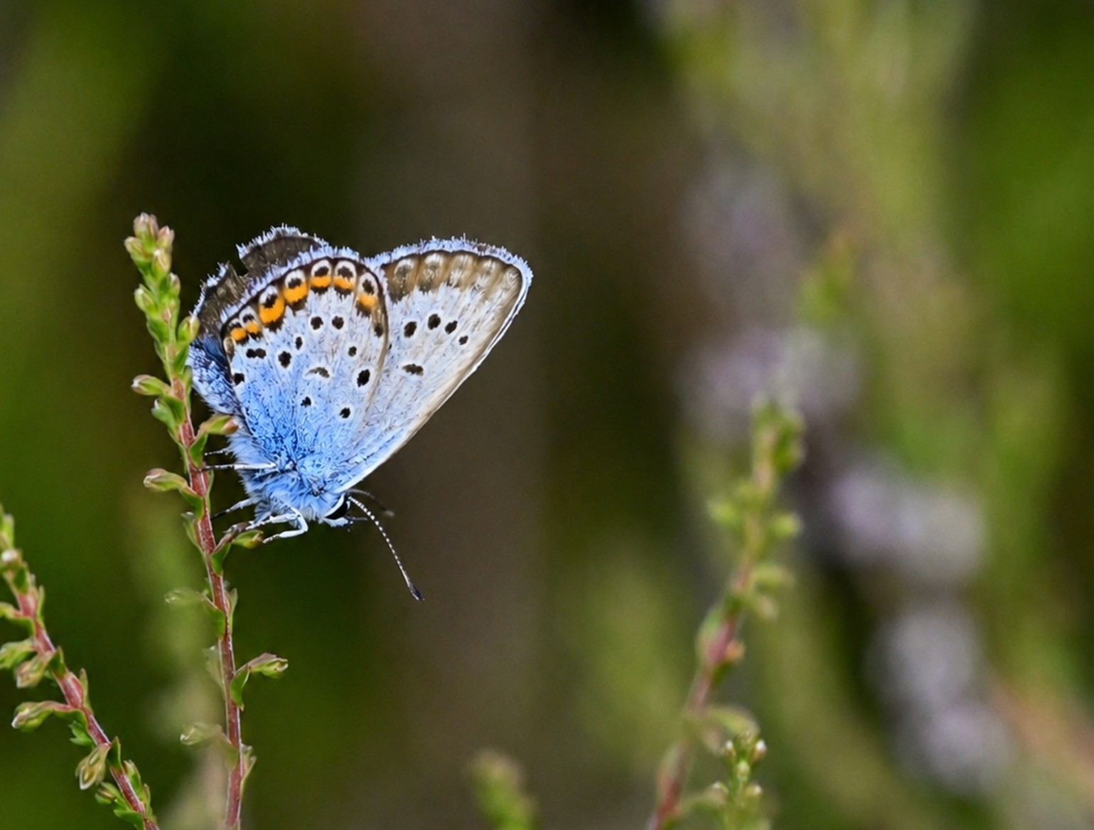 heideblauwtje op schapenmeer