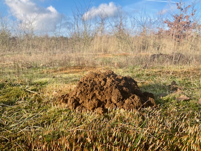 Wie is de mol?
