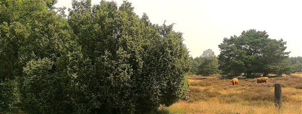 jeneverbes op Hoogengraven