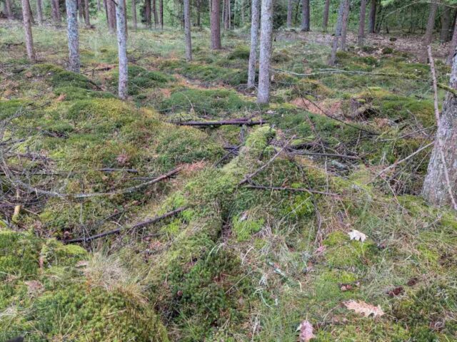 Rabatten in het bos
