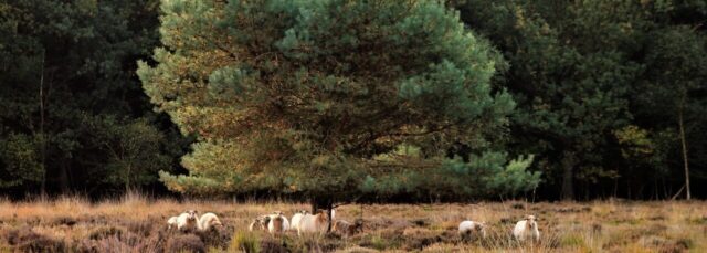 Stichting Heidehof trotse partner van ‘Bos Natuurlijk’