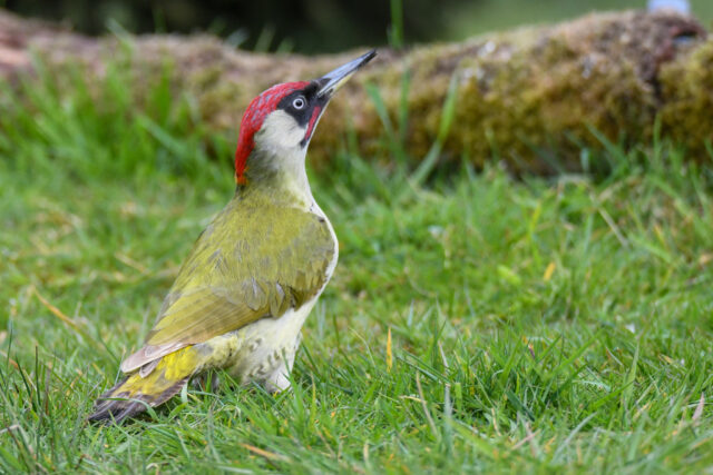 De roffelende buren: spechten op de natuurbegraafplaats